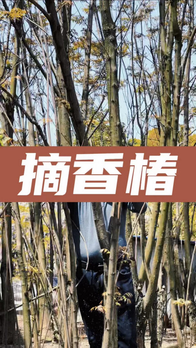 香椿雞蛋有，就缺二兩酒！