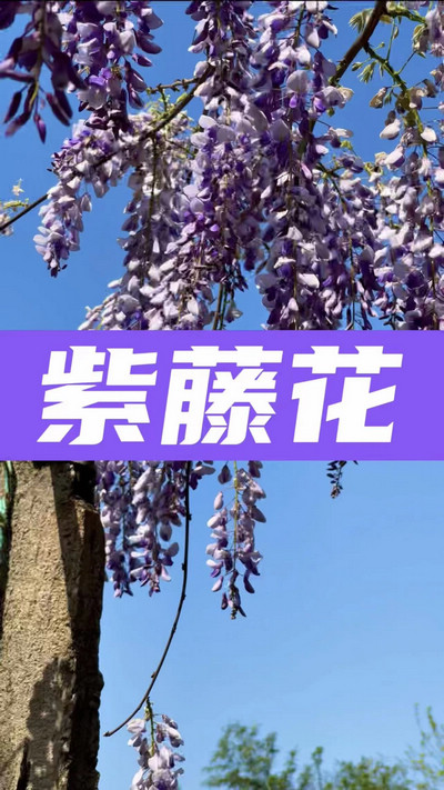 春有約，花不誤，陌上紫藤香如故。